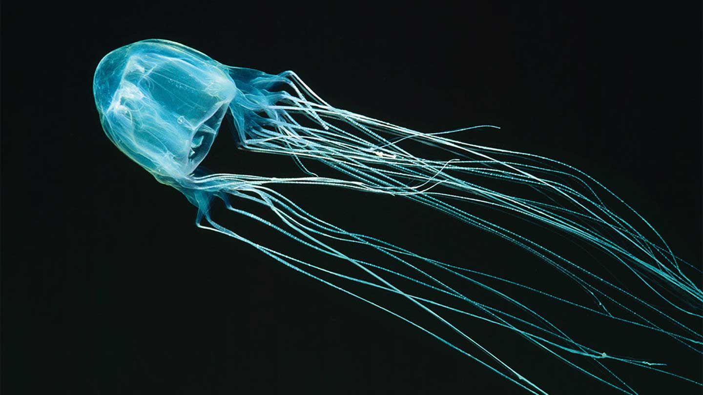 marine-stingers-chironex-fleckeri-image